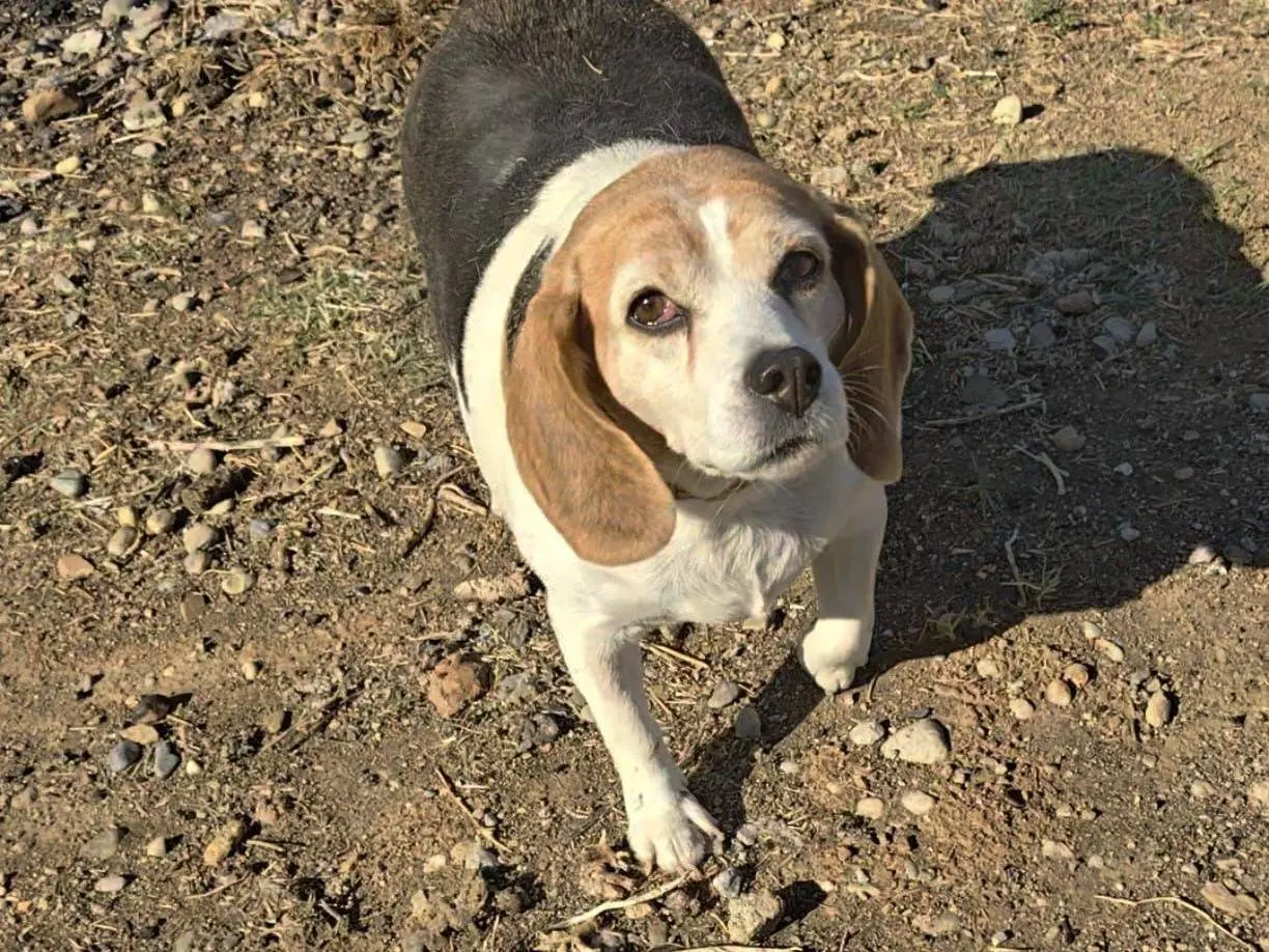 Adotta un cane, femmina, 5 anni e 2 mesi, Cosenza