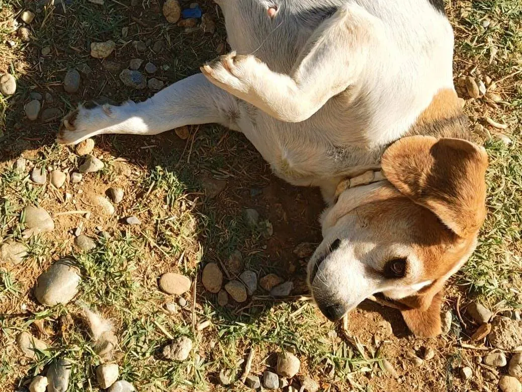 Vuoi adottare un cane a Cosenza?