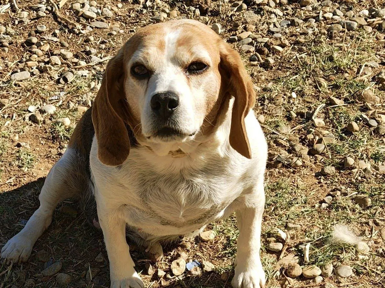 Adozione cane, femmina, Beagle  Razza sconosciuta, 5 anni e 2 mesi, taglia media, Cosenza