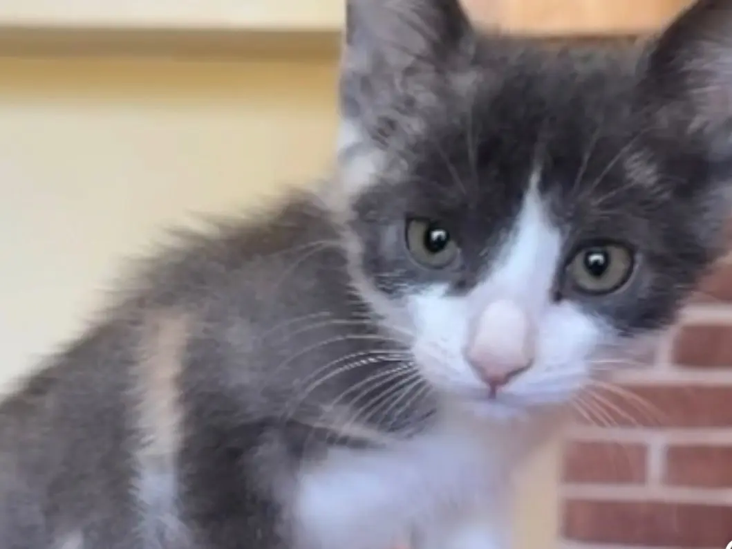 Adozione gatto, femmina, Razza sconosciuta Razza sconosciuta, 2 mesi, taglia non valida, Roma