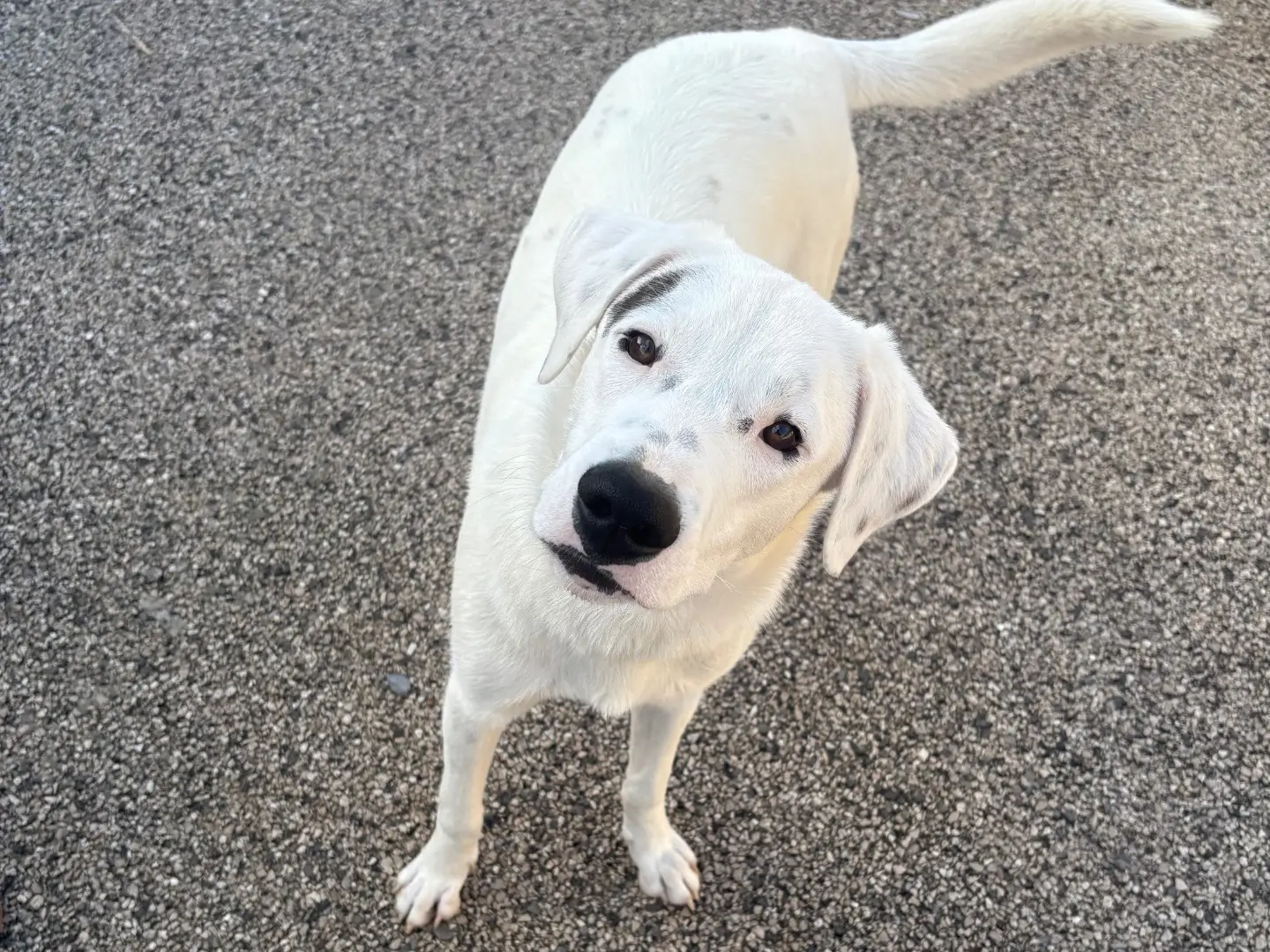 Adozione cane, maschio, Razza sconosciuta Razza sconosciuta, 2 anni e 2 mesi, taglia grande, Caserta