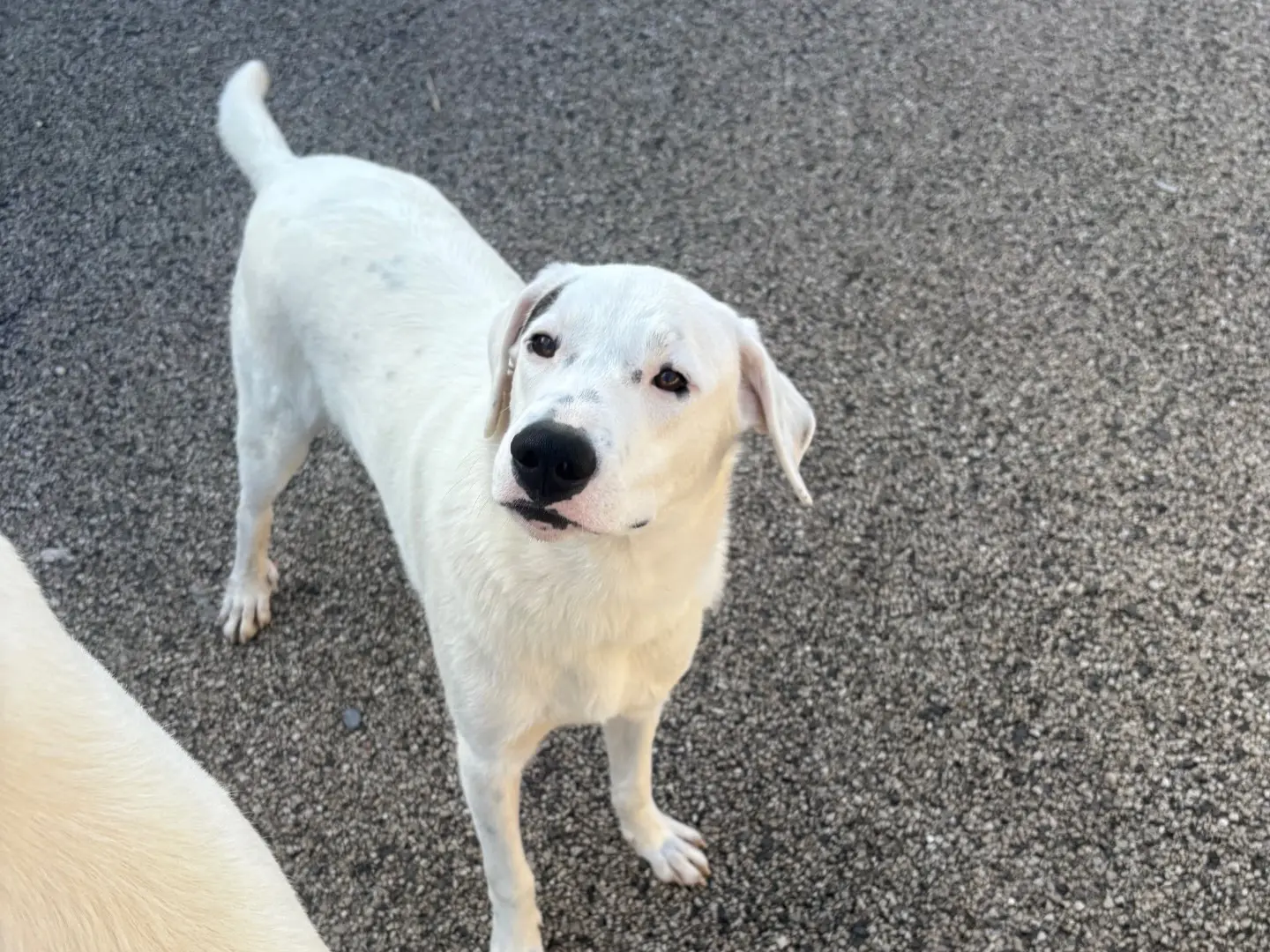 Adotta un cane, maschio, 2 anni e 2 mesi, Caserta