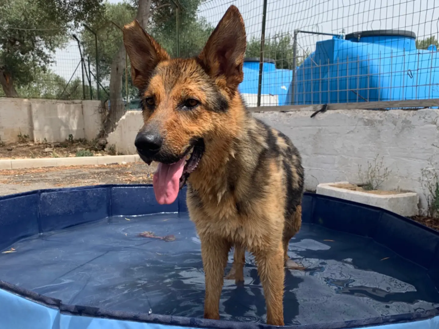 Vuoi adottare un cane a Bari?