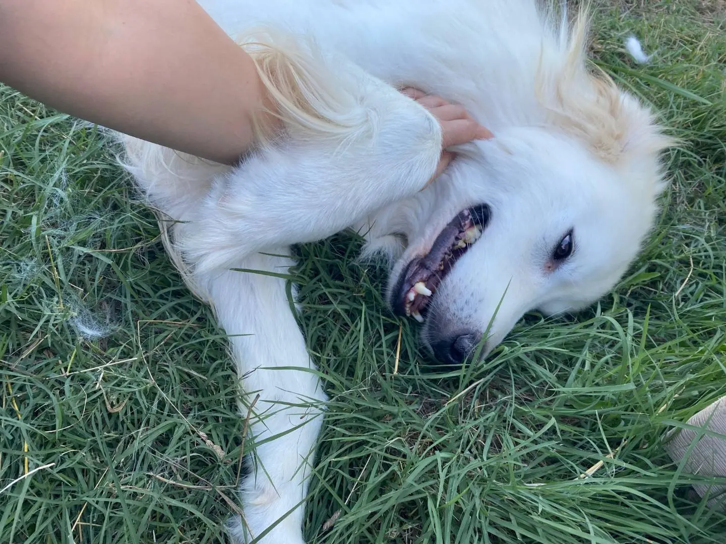 Adozione cane, maschio, Razza sconosciuta Razza sconosciuta, 4 anni e 1 mese, taglia grande, Avellino