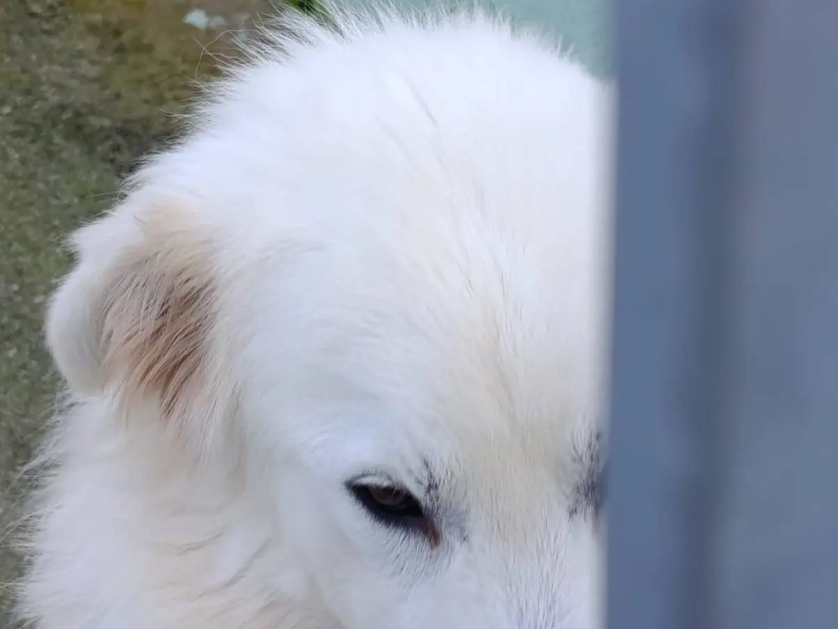 Adotta il cane Nemo a Avellino