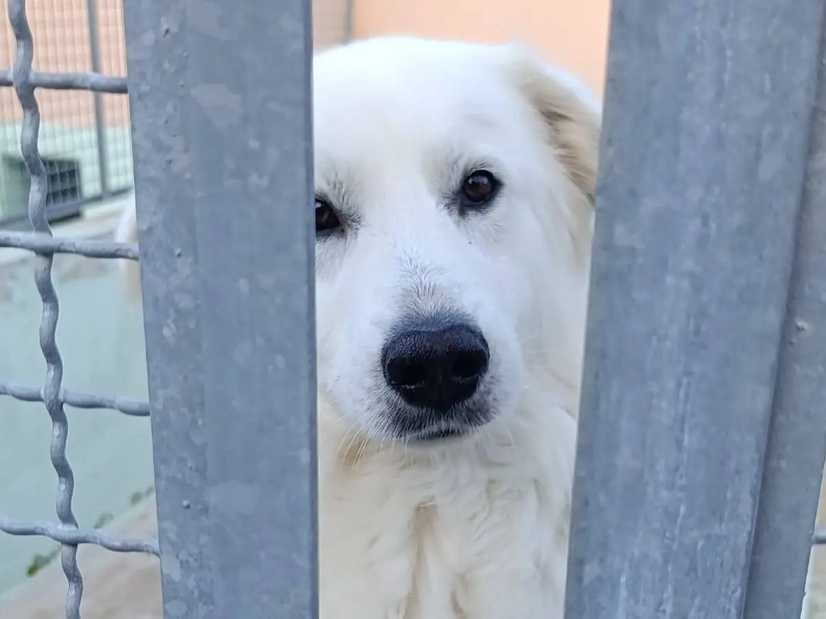 Adotta un cane, maschio, 4 anni e 1 mese, Avellino