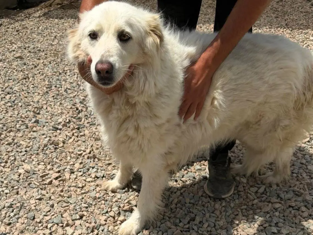 Adotta un cane, femmina, 6 anni e 11 mesi, Sassari