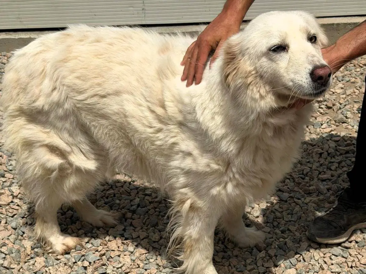 Adozione cane, femmina, Razza sconosciuta Razza sconosciuta, 6 anni e 11 mesi, taglia media, Sassari