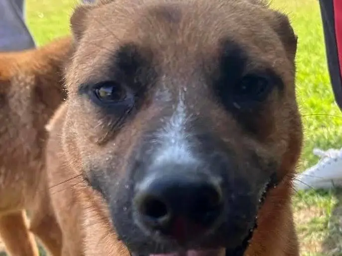 Adotta il cane VULCANO a Latina
