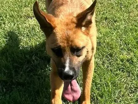 Foto 2 dell'animale