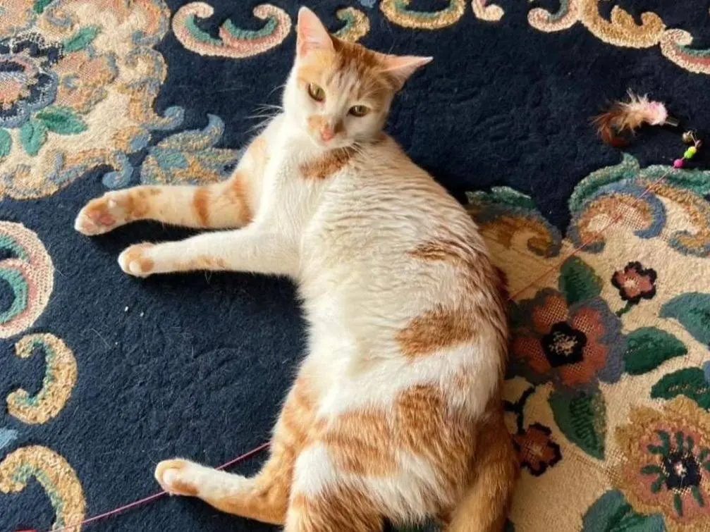 Adozione gatto, femmina, Razza sconosciuta Razza sconosciuta, 2 anni e 4 mesi, taglia non valida, Roma
