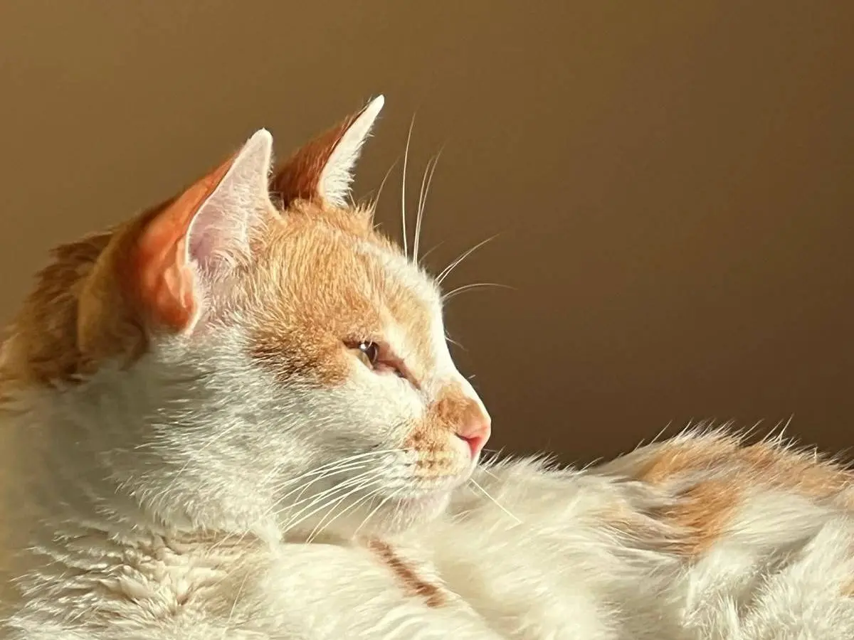 Adotta un gatto, taglia non valida, femmina, Roma