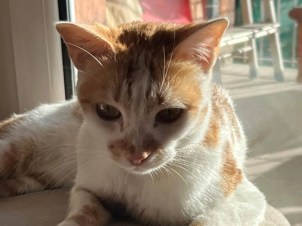 Adotta un gatto, femmina, 2 anni e 4 mesi, Roma