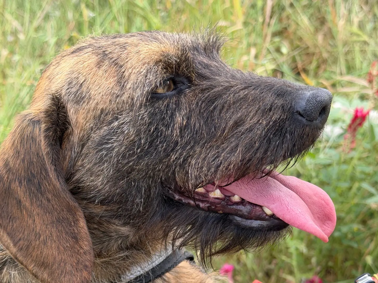 Adotta il cane Petra a Agrigento