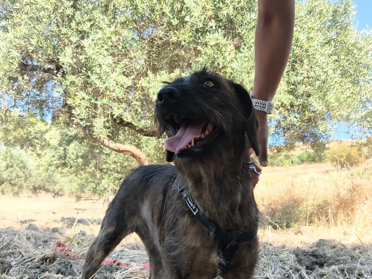 Vuoi adottare un cane a Agrigento?