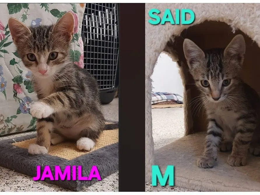 Adozione gatto, femmina, Razza sconosciuta Razza sconosciuta, 1 mese, taglia non valida, Monza