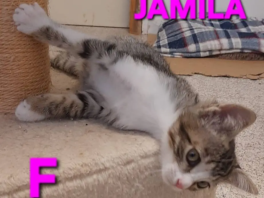 Vuoi adottare un gatto a Monza?