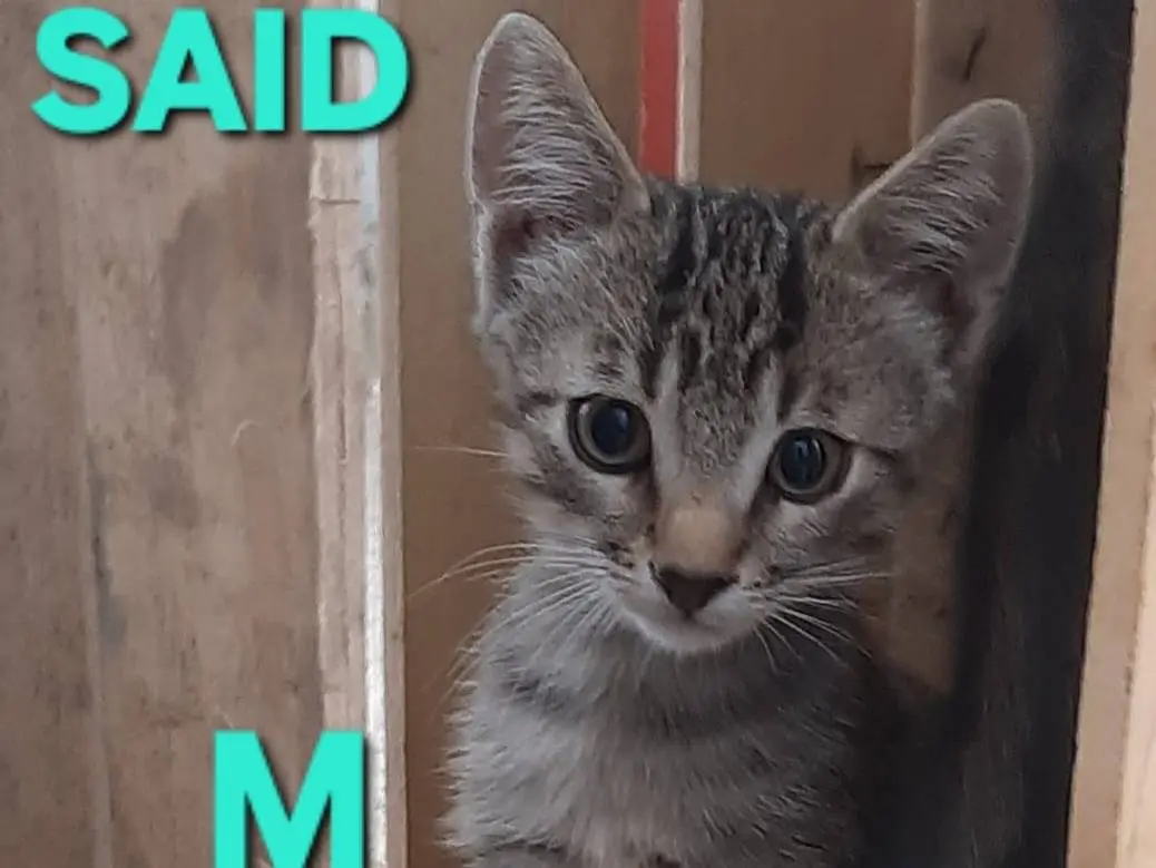 Adotta un gatto, taglia non valida, femmina, Monza