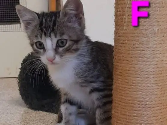 Adotta un gatto, femmina, 1 mese, Monza