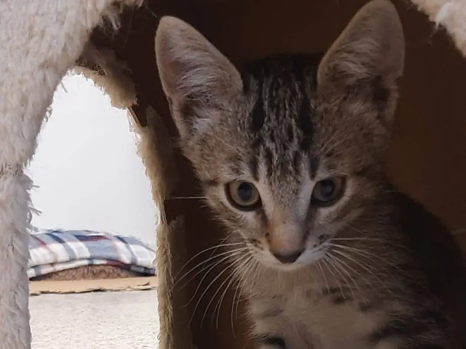 Adotta il gatto SaidJamila a Monza