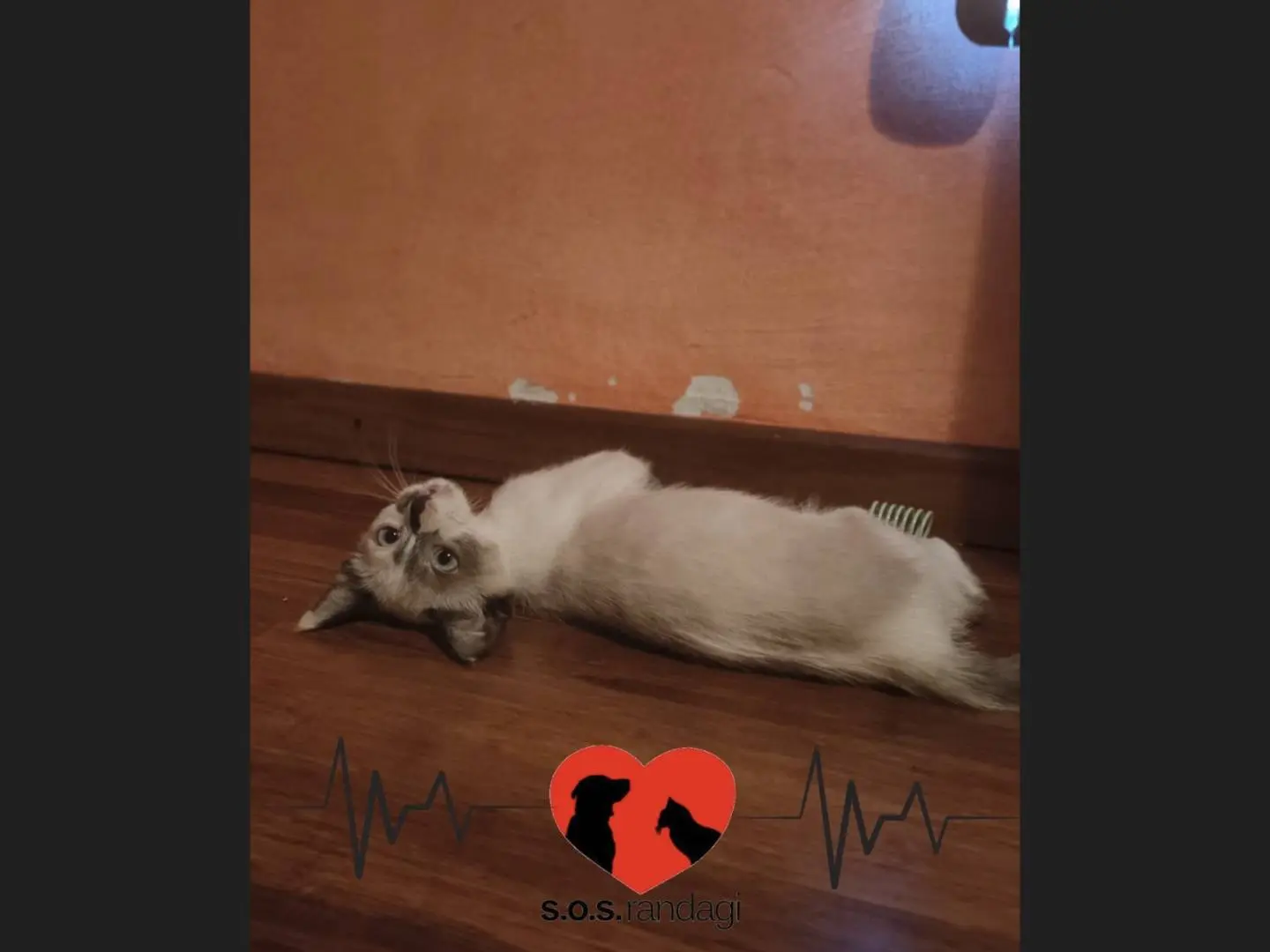 Adozione gatto, femmina, Razza sconosciuta Razza sconosciuta, 6 mesi, taglia non valida, Milano