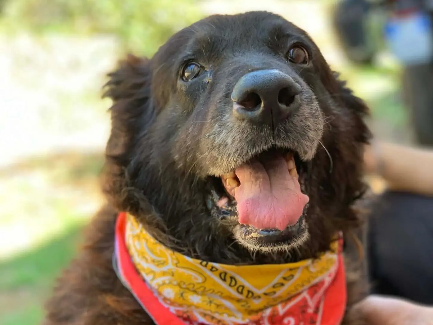 Adozione cane, maschio, Razza sconosciuta Razza sconosciuta, 6 anni e 1 mese, taglia media, Latina