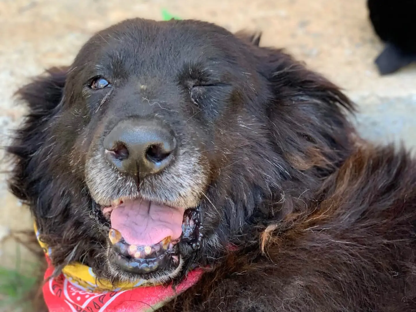 Vuoi adottare un cane a Latina?