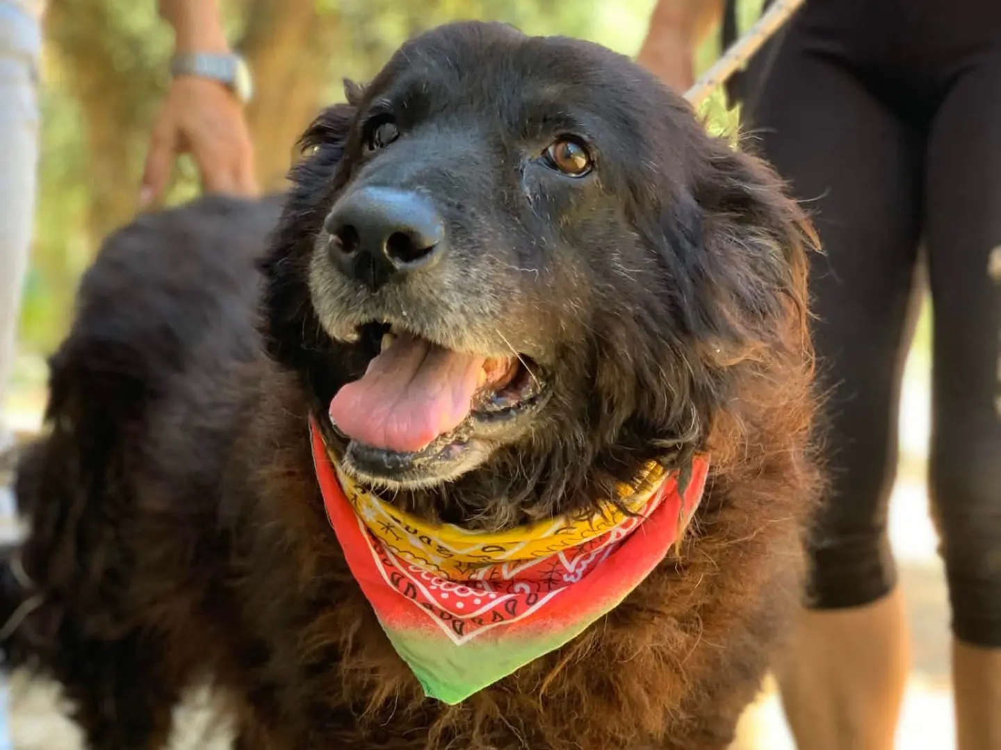 Adotta un cane, maschio, 6 anni e 1 mese, Latina