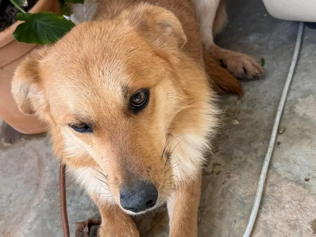 Adotta il cane Gimbo a Cosenza