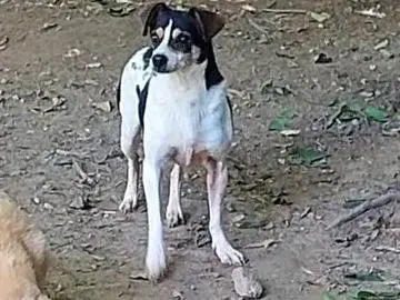 Vuoi adottare un cane a Cremona?