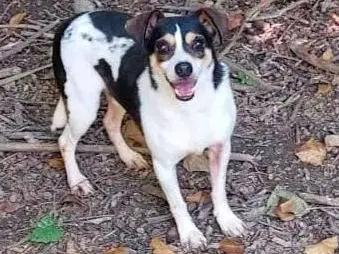 Adotta un cane, taglia piccola, maschio, Cremona