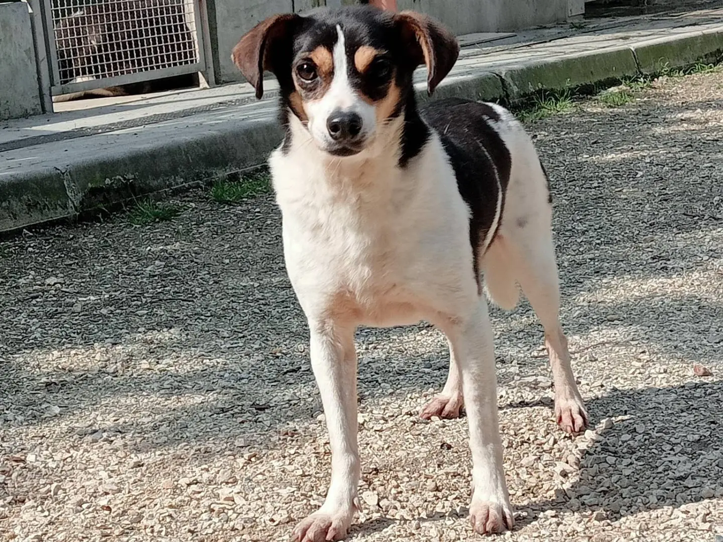 Adotta un cane, maschio, 9 anni e 2 mesi, Cremona