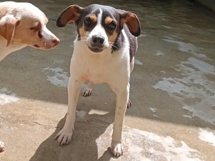 Adotta il cane WYATT a Cremona