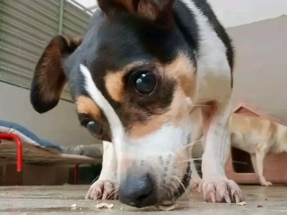 Adozione cane, maschio, Razza sconosciuta Razza sconosciuta, 9 anni e 2 mesi, taglia piccola, Cremona