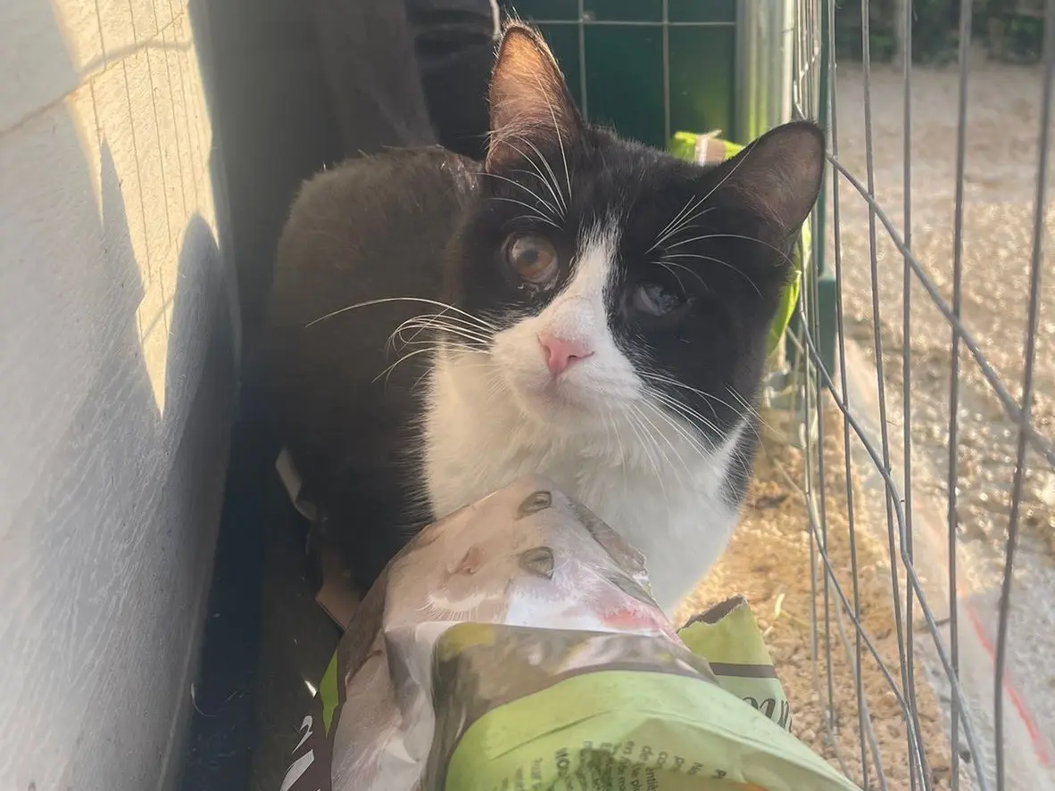 Adotta un gatto, femmina, 3 anni e 3 mesi, Bari