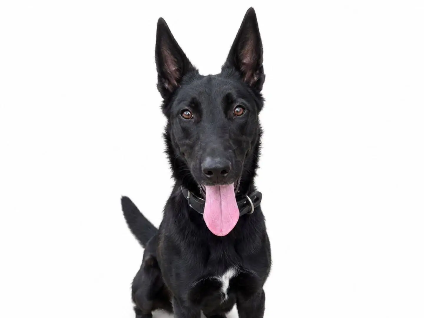 Adozione cane, femmina, Pastore Belga Malinois Razza sconosciuta, 2 anni e 1 mese, taglia media, Torino