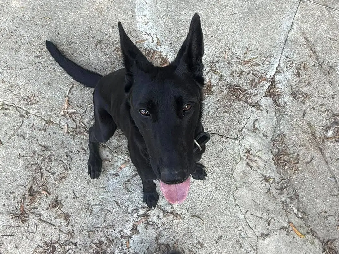 Adotta un cane, femmina, 2 anni e 1 mese, Torino