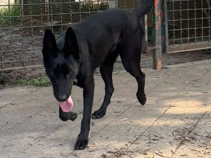 Adotta un cane, taglia media, femmina, Torino