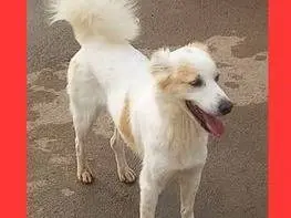 Foto 3 dell'animale