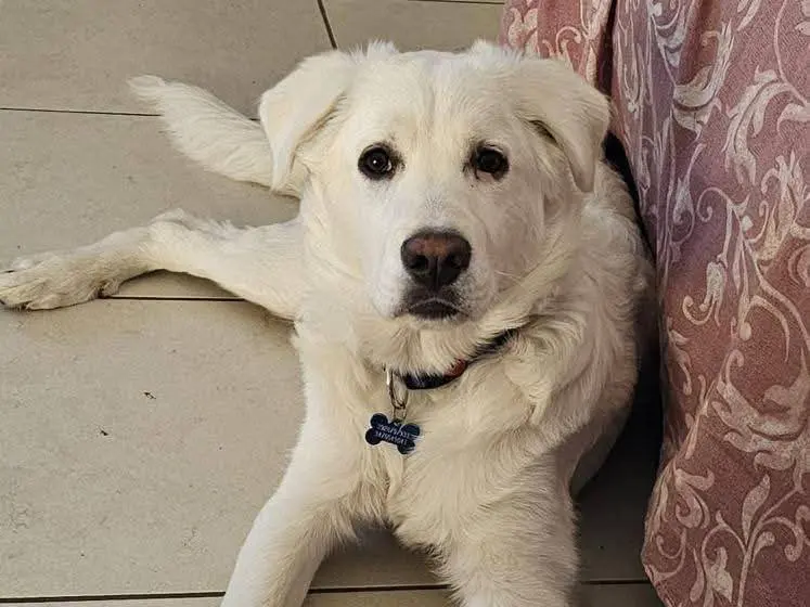 Adotta un cane, maschio, 9 mesi, Roma