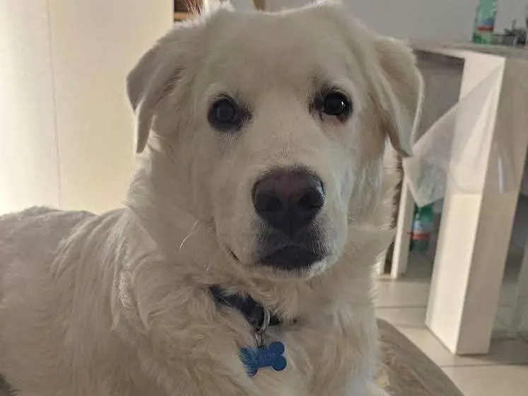 Adozione cane, maschio, Pastore maremmano Razza sconosciuta, 9 mesi, taglia gigante, Roma