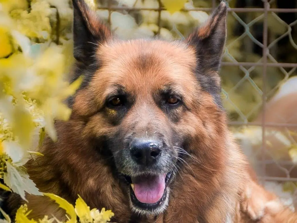 Adozione cane, femmina, Pastore tedesco Razza sconosciuta, 10 anni e 3 mesi, taglia grande, Crotone