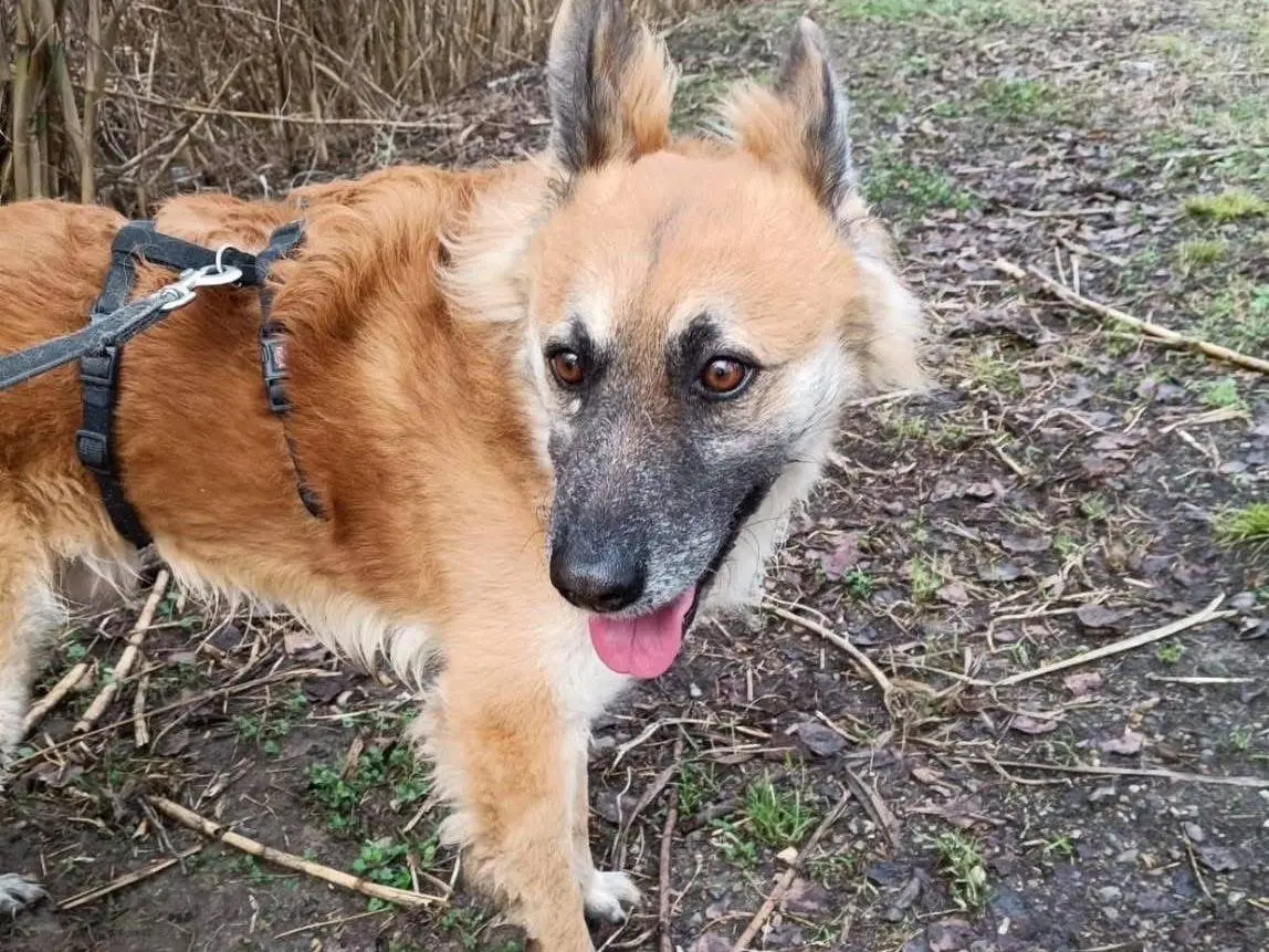 Vuoi adottare un cane a Milano?