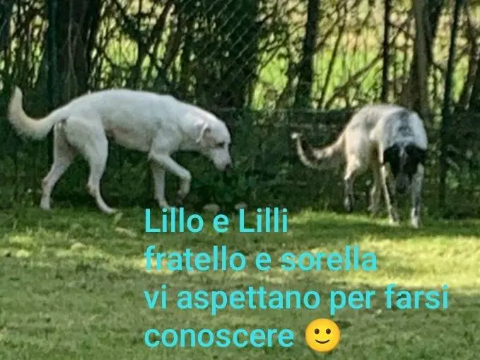 Adozione cane, maschio, Razza sconosciuta Razza sconosciuta, 3 anni e 5 mesi, taglia media contenuta, Novara