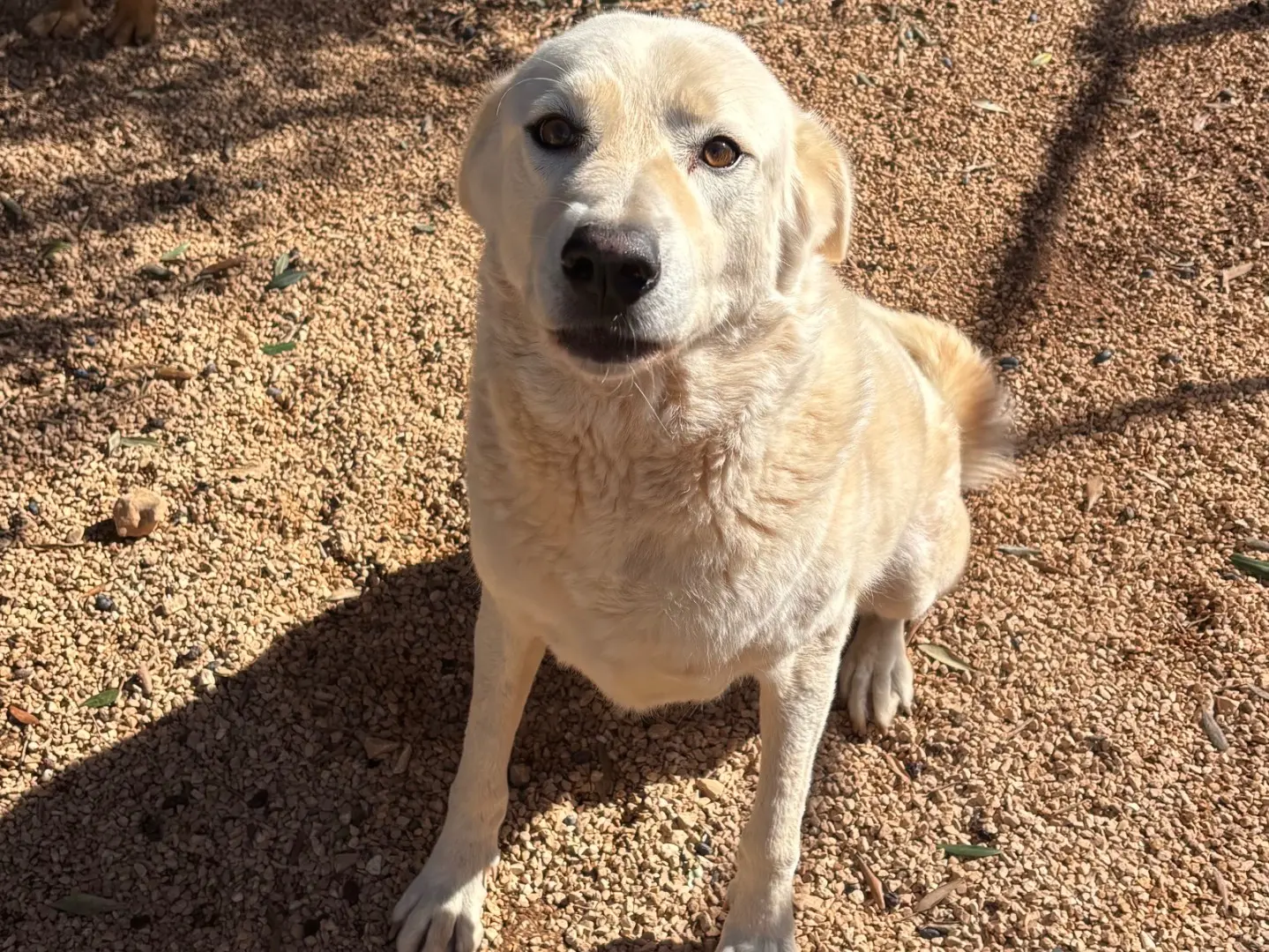 Adozione cane, maschio, Labrador Retriever Razza sconosciuta, 2 anni e 8 mesi, taglia grande, Taranto
