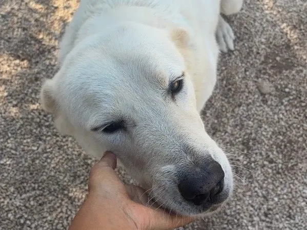 Vuoi adottare un cane a Taranto?