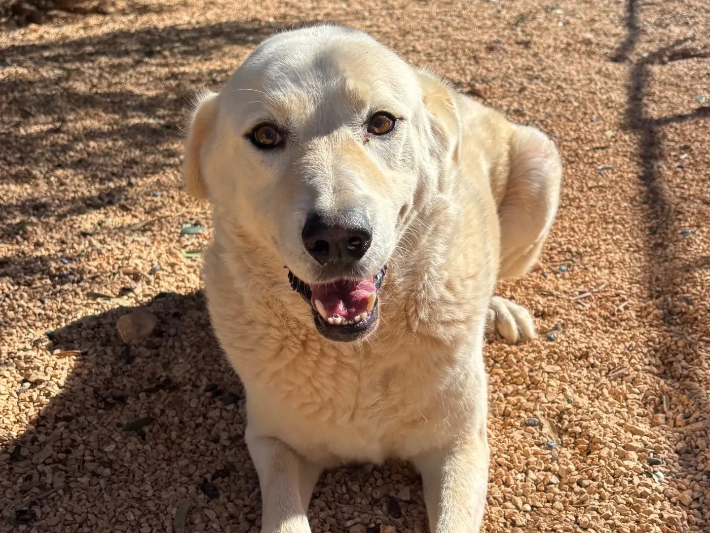 Adotta un cane, maschio, 2 anni e 8 mesi, Taranto