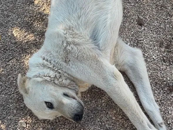 Adotta il cane Brutus a Taranto