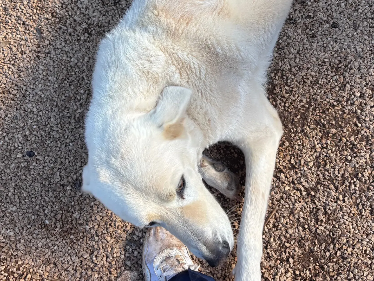 Adotta un cane, taglia grande, maschio, Taranto