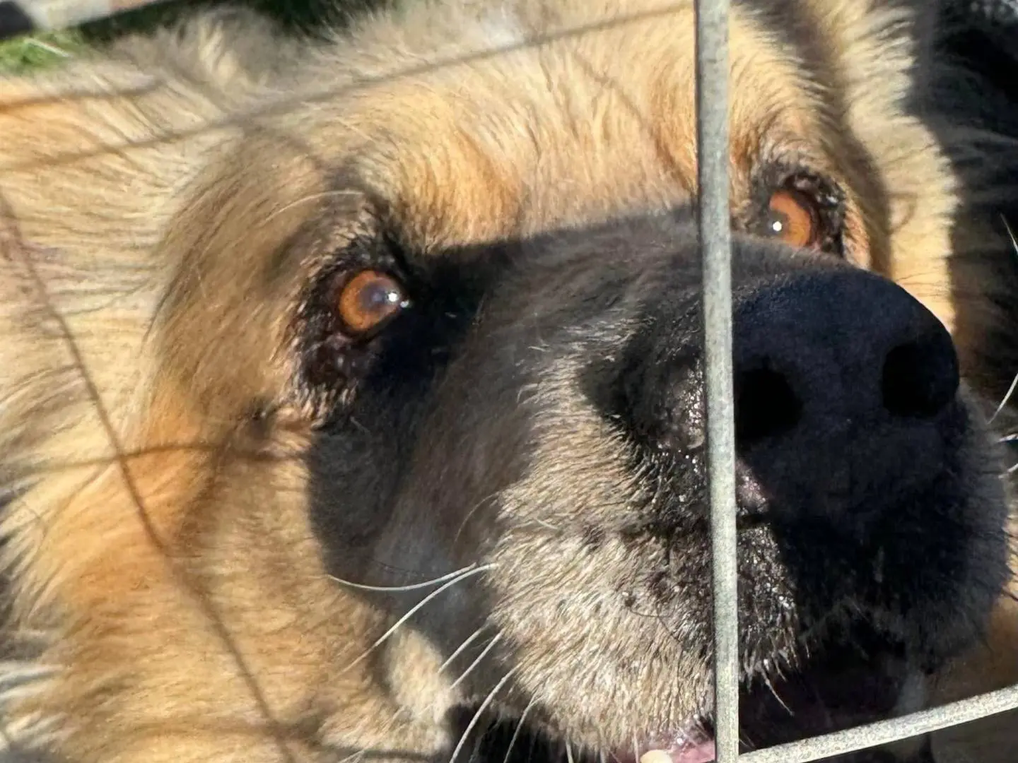 Adotta un cane, maschio, 12 anni e 6 mesi, Taranto